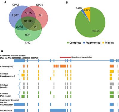 Novel Isoform Sequencing Based Full-Length Transcriptome Resource for Indian White Shrimp, Penaeus indicus